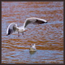 Mouette tridactyle