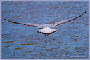 Mouette tridactyle