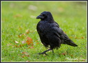 Corbeau
