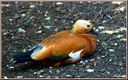 072 Tadorne casarca