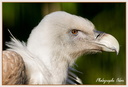 Vautour Fauve 