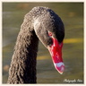 Cygne noir