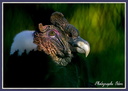 Condor des Andes