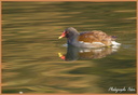 Oiseau