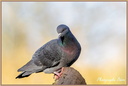Pigeon