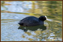 Foulque macroule