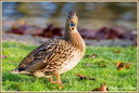 Femelle Colvert