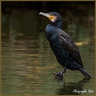 Cormoran