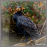 Cormoran