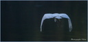 Cygne