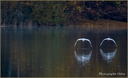 Cygne