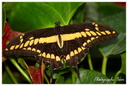 032 Papillon