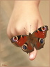 089 Papillon Paon du jour