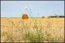 Ballots de Paille