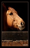 Cheval au box