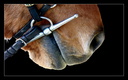 Mors de cheval