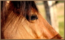 Portrait de cheval