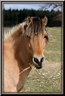 Cheval en herbes