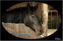 Cheval au box