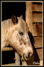 Cheval au box