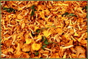 Girolles