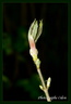 Eclosion