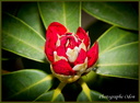 Rhododendron