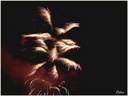 Feu d'artifice