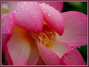 Fleurs