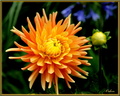 Dalhia