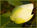 172 Lotus