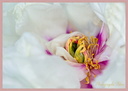 Coeur de pivoine