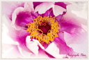Coeur de pivoine