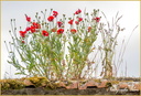 Coquelicot