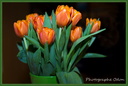 Bouquet de Tulipes 
