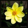 Dahlias