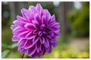 Dahlias