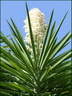 Fleur de yucca
