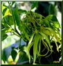 Ylang-ylang