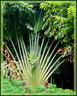 Arbre du voyageu en fleur