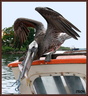Pélican