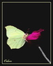 Papillon citron