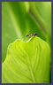 Macro