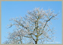 Première gelée Blanche 