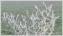 Première gelée Blanche 