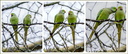 Couple perruche à Collier